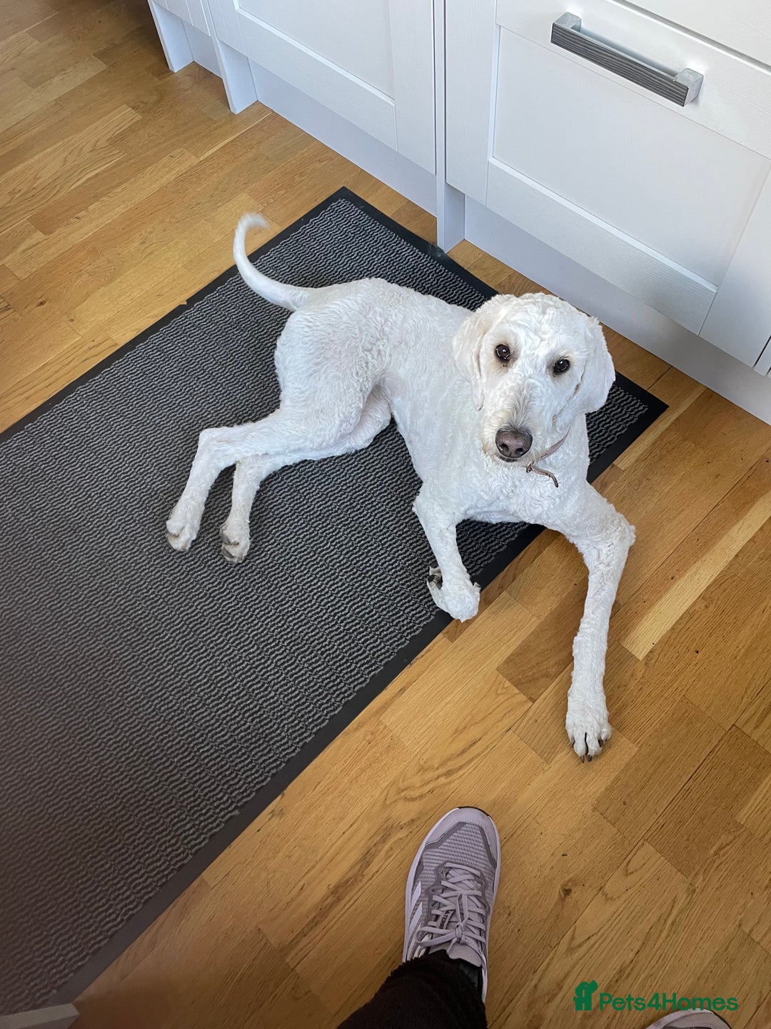 Goldendoodle dogs for sale: Beautiful Goldendoodle girl age 2 for sale - Image 3
