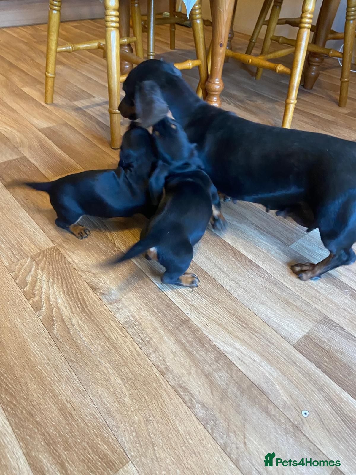 Miniature Dachshund dogs Miniture Dachsund Puppies ready now - Advert 9