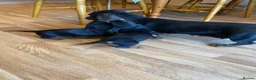Miniature Dachshund dogs for sale: Miniture Dachsund Puppies ready now - Advert 2