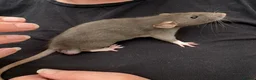 Rat rodents for sale: Beautiful friendly Dumbo rats  - Advert 22