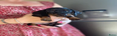 Dachshund 3