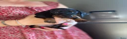 Dachshund dogs for sale: Beautiful Dachshund puppies for sale  - Advert 4