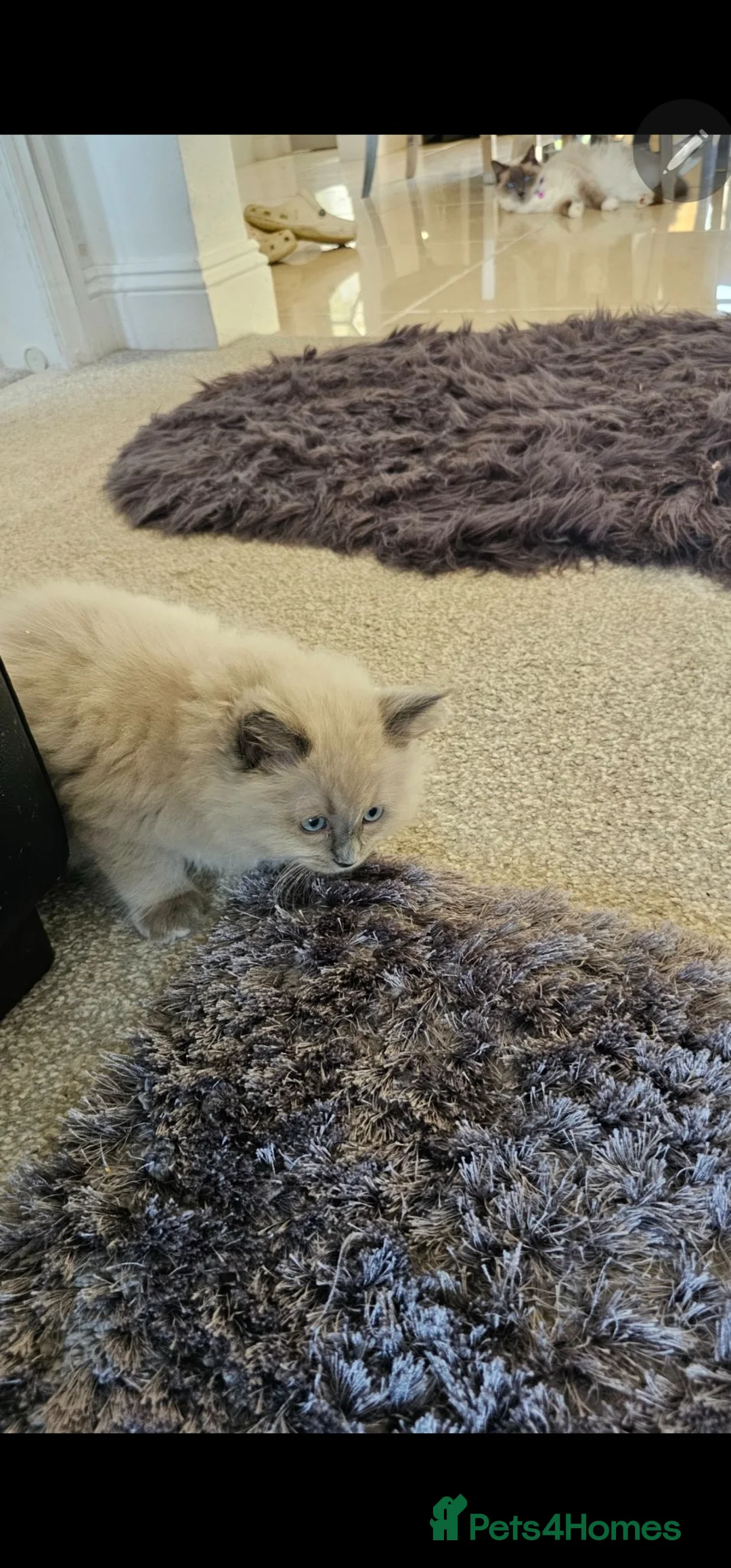 Ragdoll cats for sale: Beautiful Mischievous Ragdoll Boys. - Advert 7
