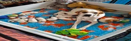 Pointer dogs for sale: 2 orange and white pointer pups for sale - Advert 2