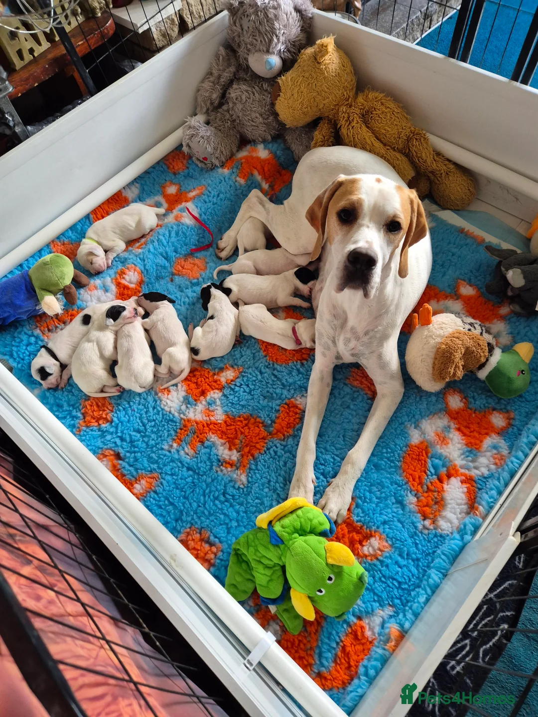 Pointer dogs for sale: 2 orange and white pointer pups for sale - Advert 2