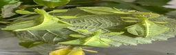 Stick Insects invertebrates for sale: Leaf Insect, (Phyllium letiranti "Tataba)  in Ashford - Advert 2