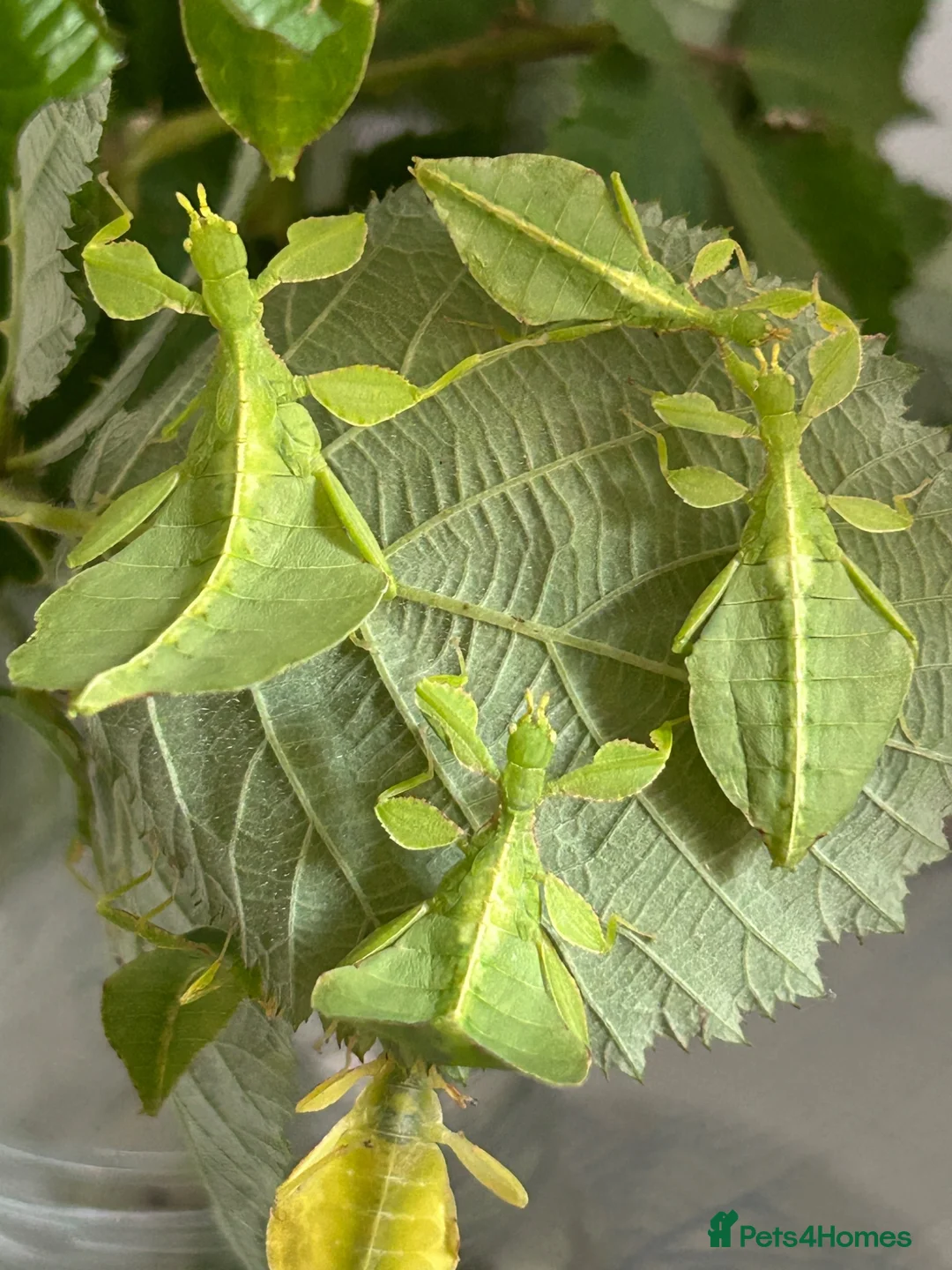 Stick Insects invertebrates for sale: Leaf Insect, (Phyllium letiranti "Tataba)  in Ashford - Advert 2