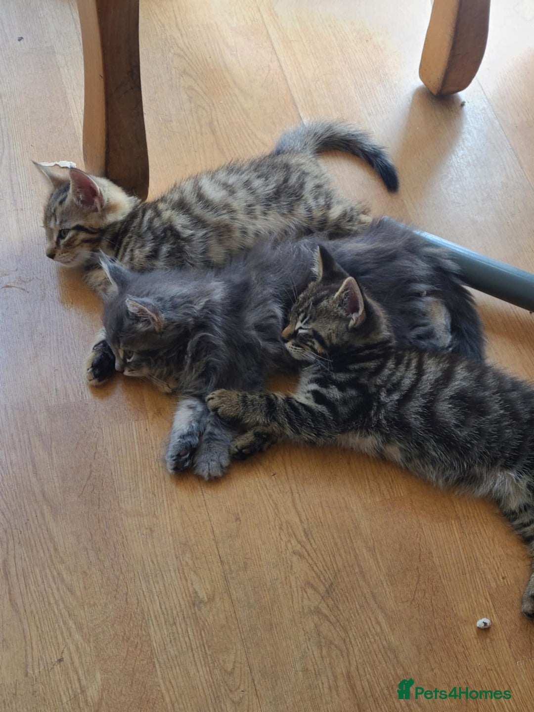 Mixed Breed cats for sale: 4 flufball looking for new home - Image 2