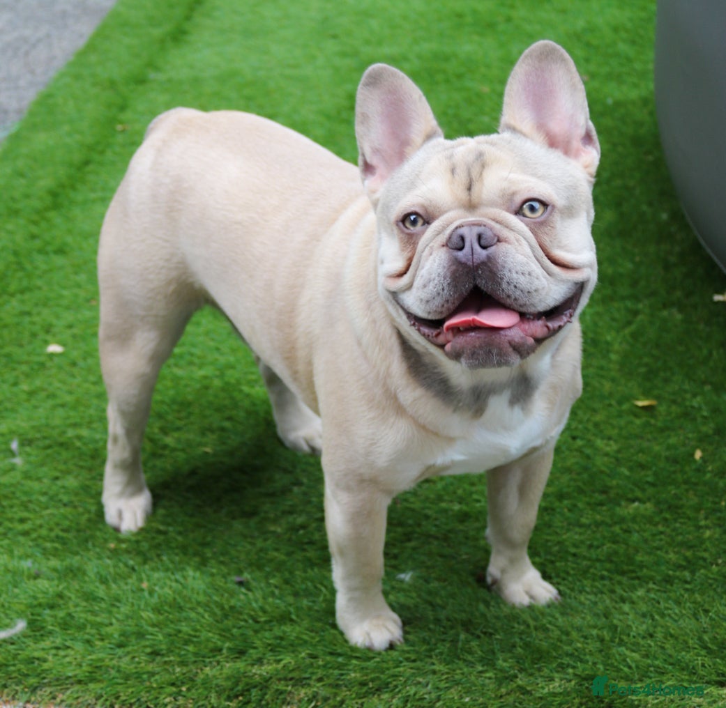 French Bulldog dogs Maskless Lilac Fawn HEALTH TESTED  - Advert 3