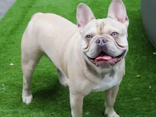 French Bulldog dogs Maskless Lilac Fawn HEALTH TESTED - Advert 3