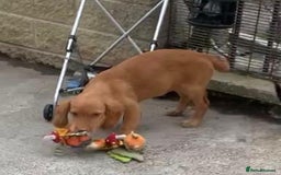 Sprocker dogs for sale: Sprocker pups  - Image 9