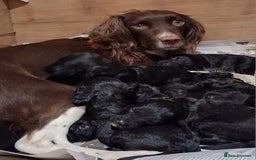 Sproodle dogs for sale: Adorable Sproodle Puppies  - Image 5