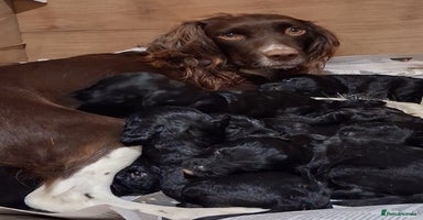 Sproodle dogs - Advert 8