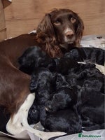 Sproodle dogs - Advert 8