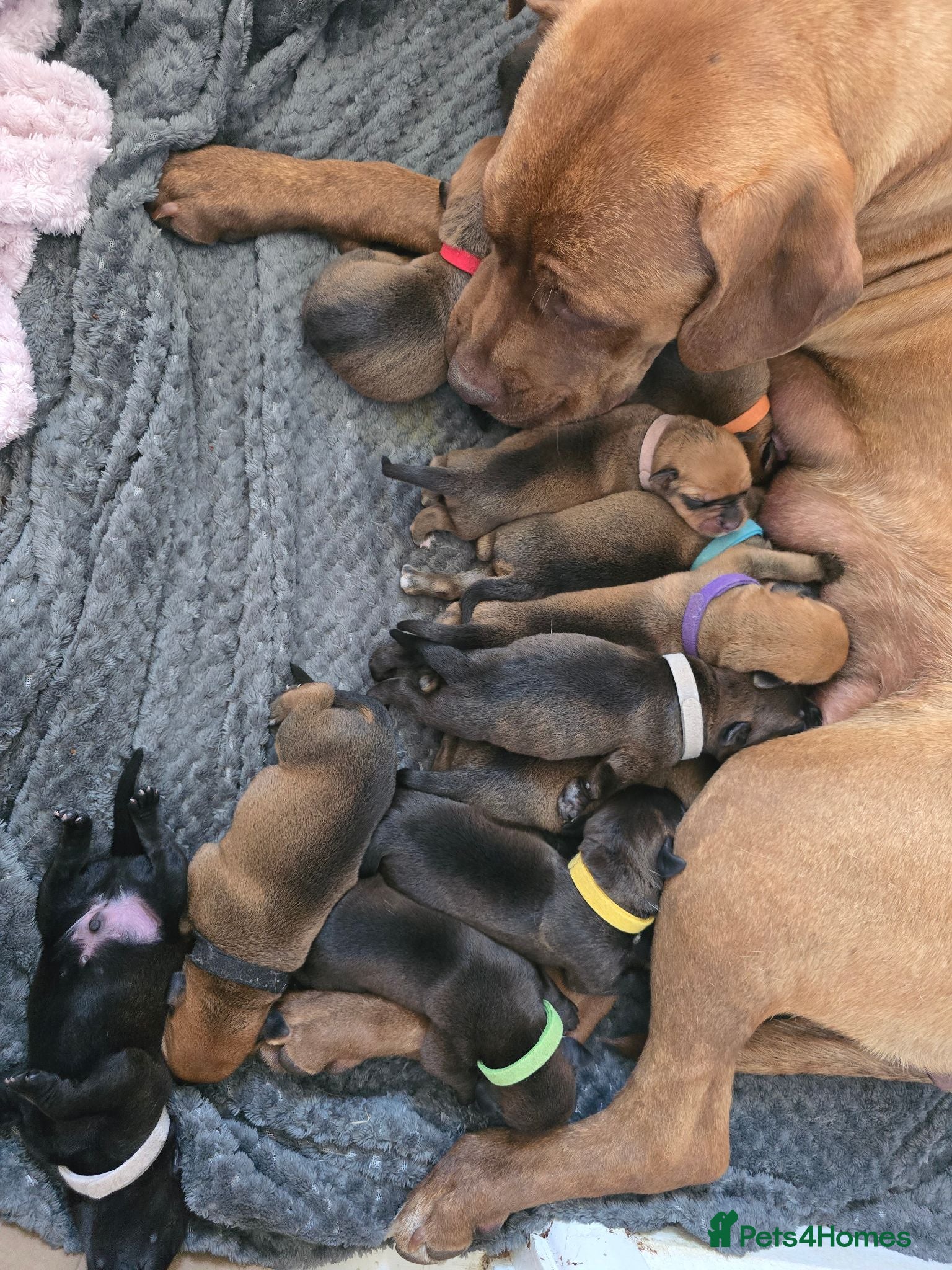 Mixed Breed dogs Mastiff x Rottweiler pups for sale - Advert 13