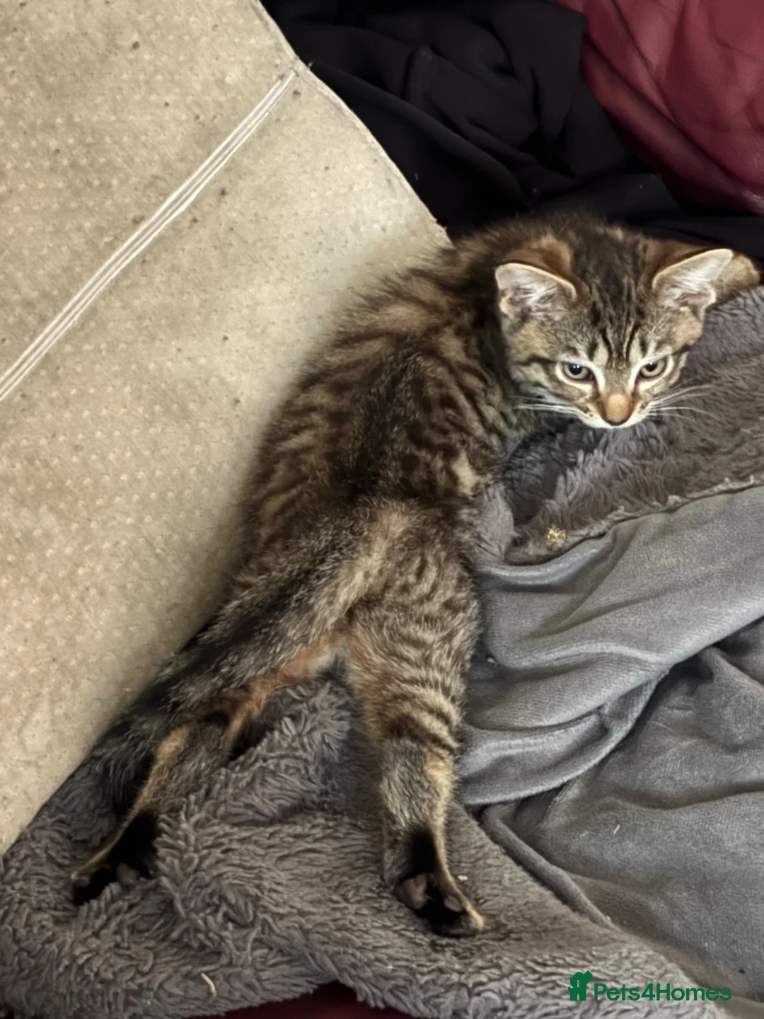Mixed Breed cats for sale: Beautiful kittens ready NoW  - Advert 5