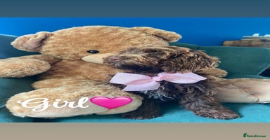 Cockapoo dogs - Advert 3