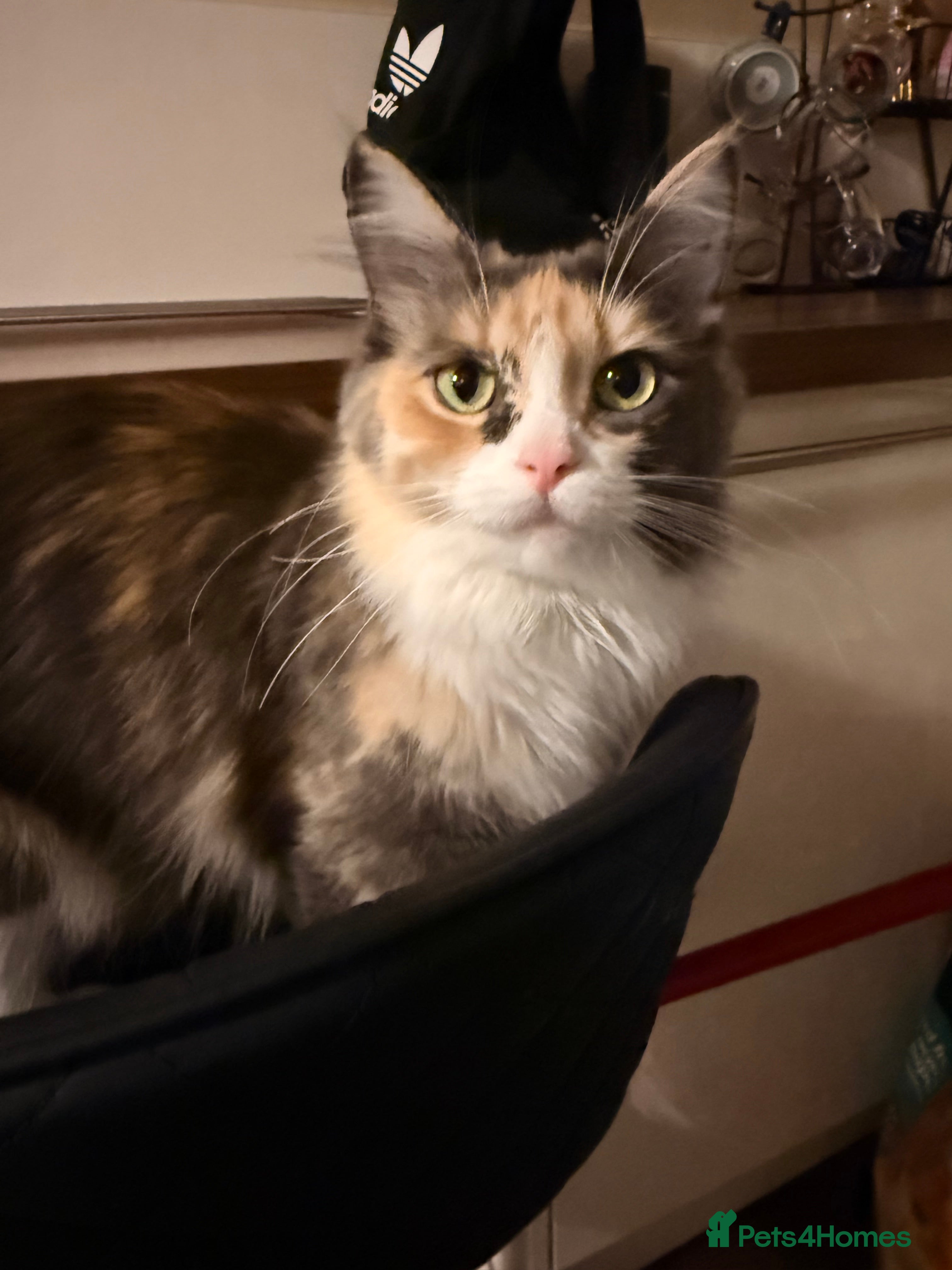 Maine Coon cats Mainecoon x ragdoll kitten-Reluctant sale - Advert 1