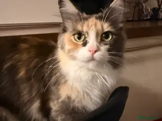 Maine Coon cats Mainecoon x ragdoll kitten-Reluctant sale - Advert 1