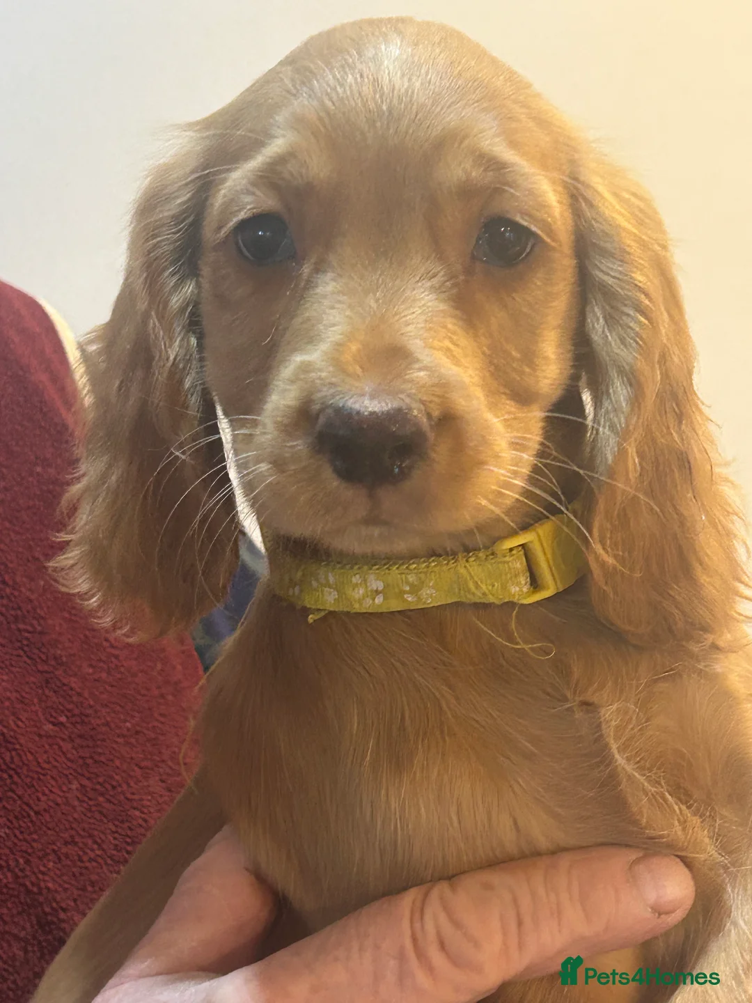 Cocker Spaniel dogs for sale: Golden Working Cocker Spaniel litter - Advert 3