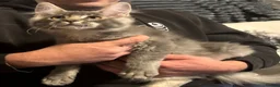 Maine Coon cats for sale: Reduced TICA Xl Maine coon Kitten active possible  - Advert 25