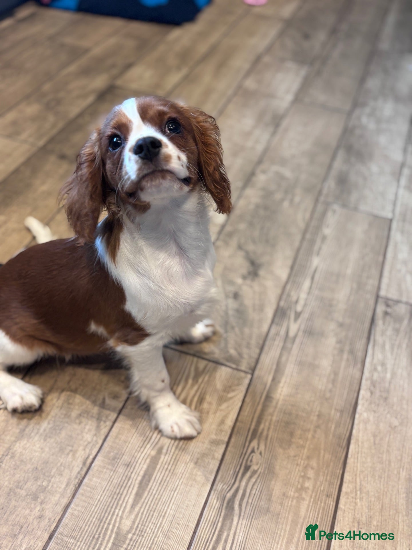 Cavalier King Charles Spaniel dogs Gorgeous chunky little puppies READY now - Advert 2