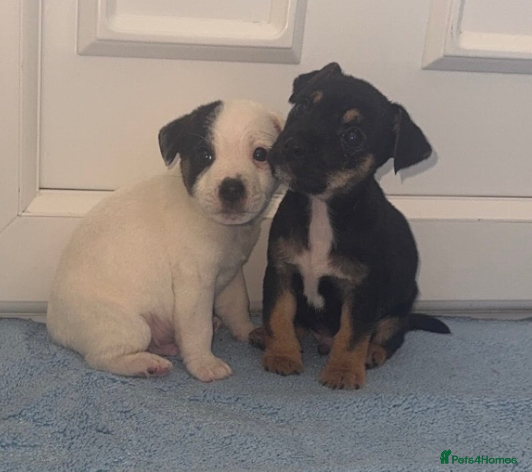 Jack Russell dogs for sale: Minituare short haired jack Russell’s ready now - Advert 15