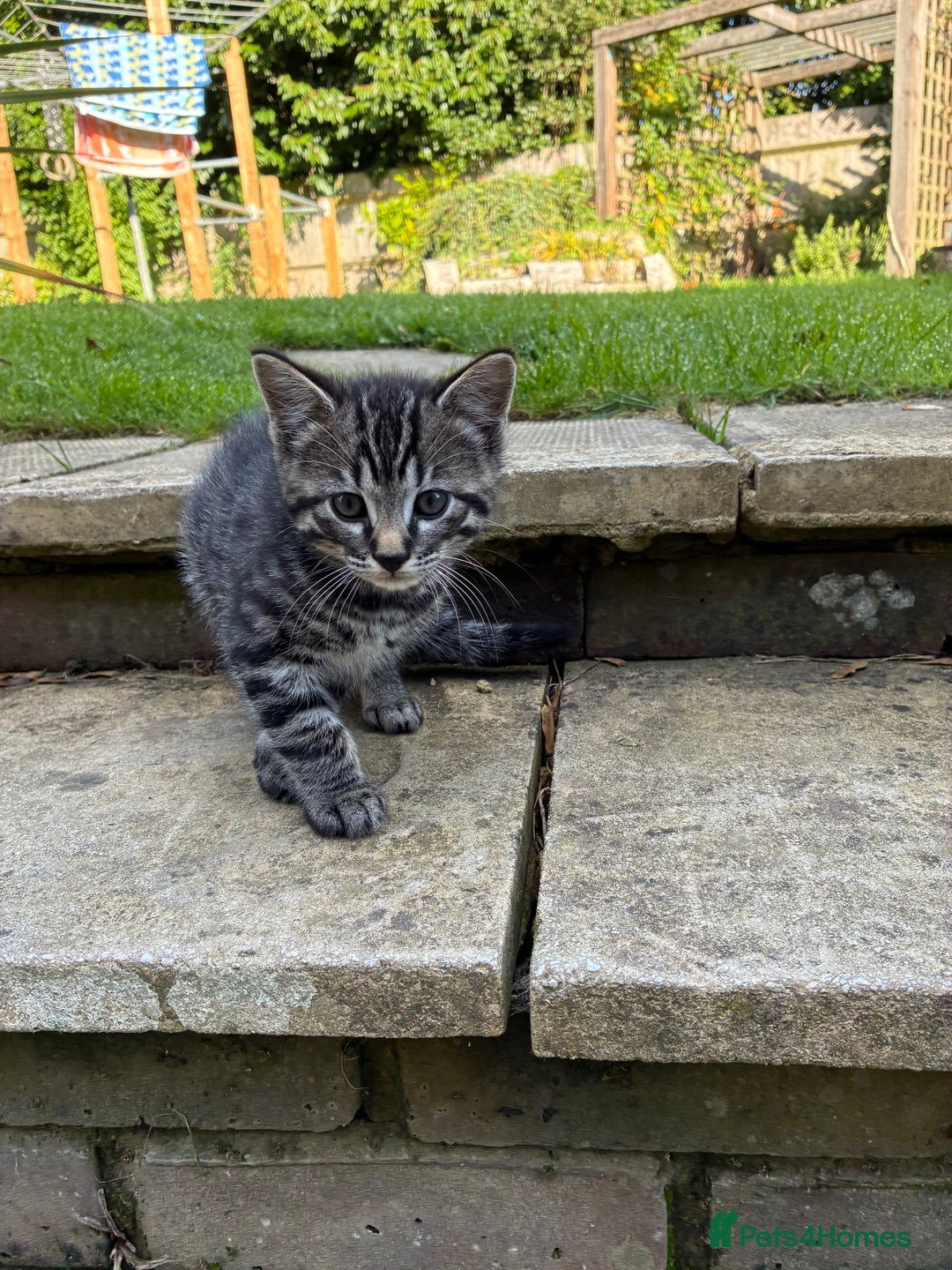 Mixed Breed cats for sale: Adorable Playful Happy Mixed breed kittens - Image 10