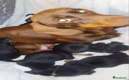 Dachshund dogs for sale: Beautiful miniature dachshund puppies for sale  - Image 6