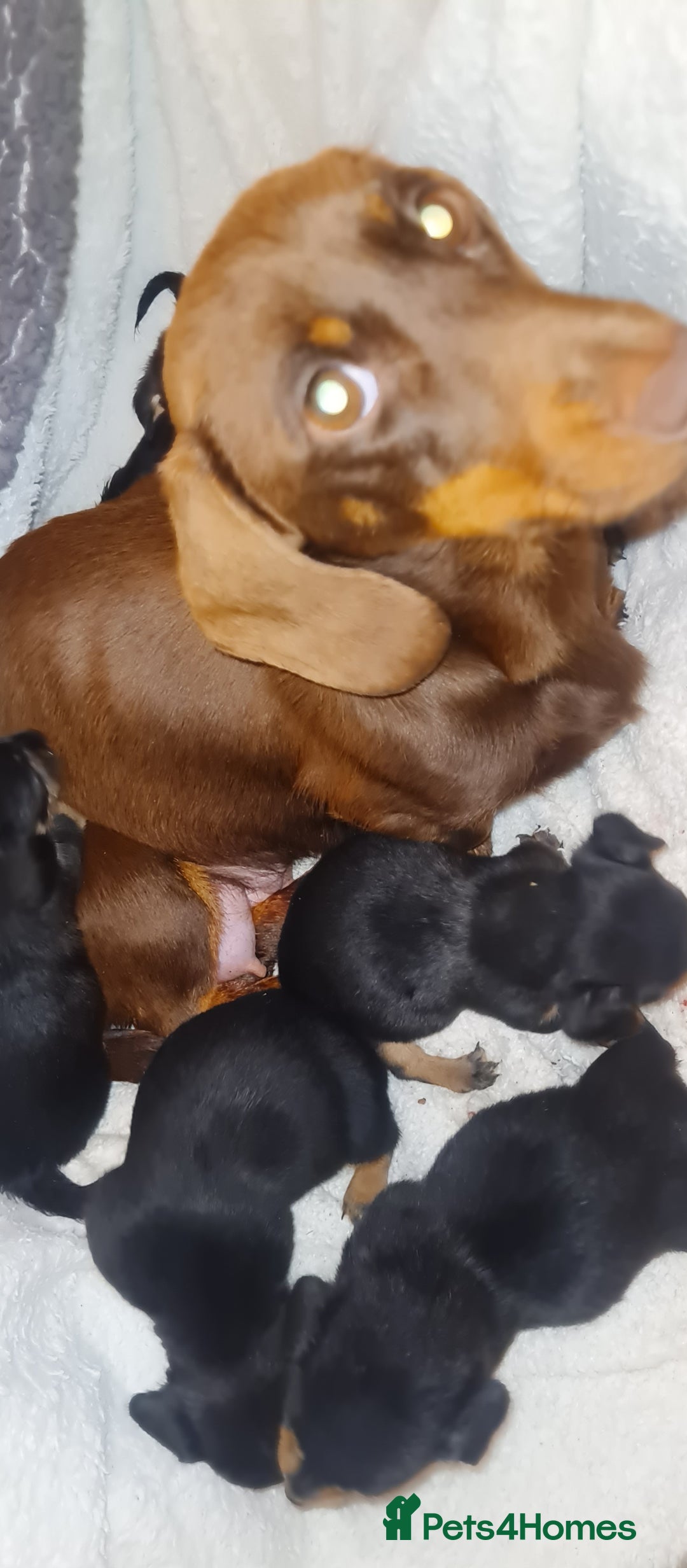 Dachshund dogs for sale: Beautiful miniature dachshund puppies for sale  - Image 6