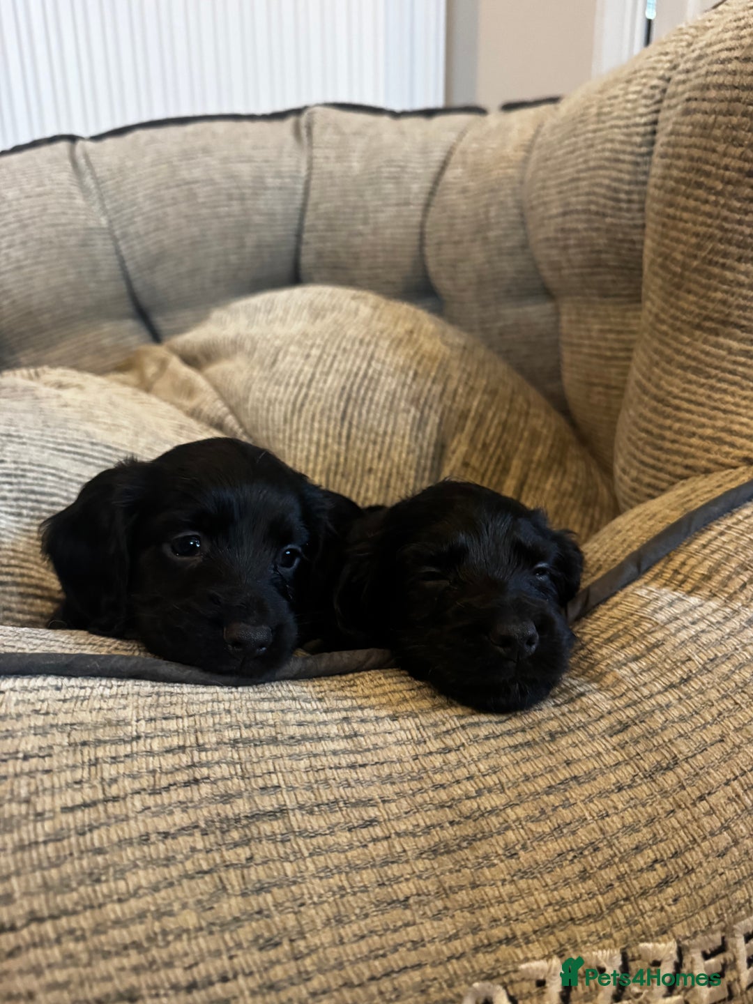 Cocker Spaniel dogs for sale: Working Cocker Spaniels for Sale - Advert 2