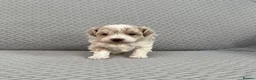 Maltipoo dogs for sale: Beautiful Maltipoochon puppies  - Advert 10