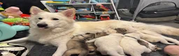 Siberian Husky dogs for sale: Husky pups for sale in Tonbridge - Advert 3