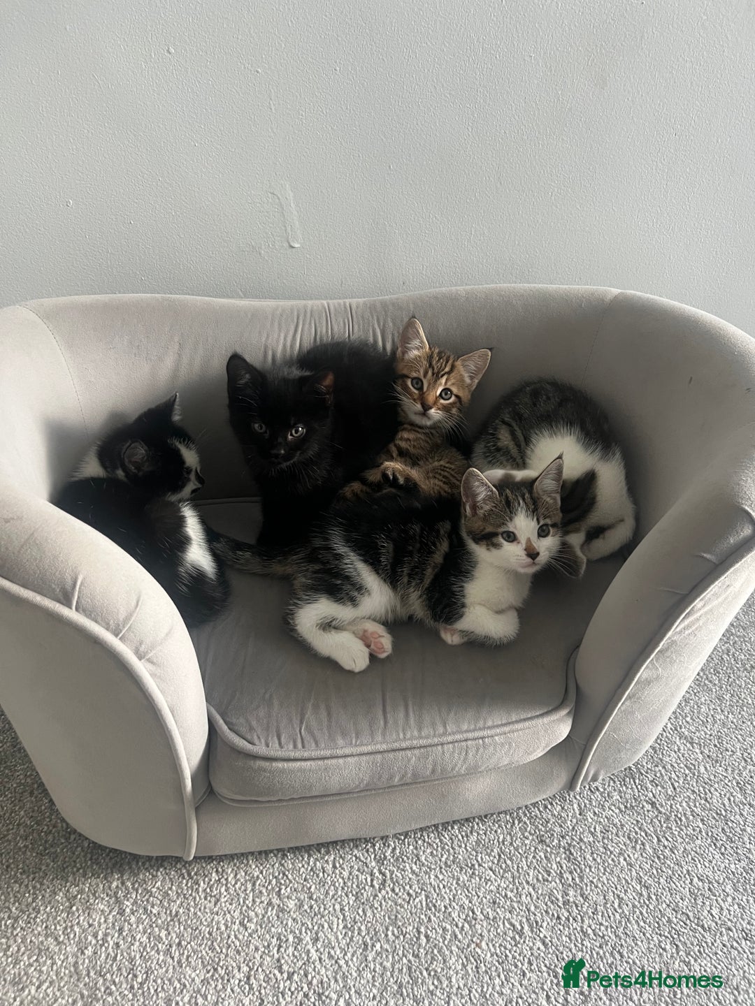 Mixed Breed cats for sale: Kittens  - Advert 12