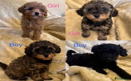 Toy Poodle dogs for sale: adorable toy poodle pups health tested  - Advert 2