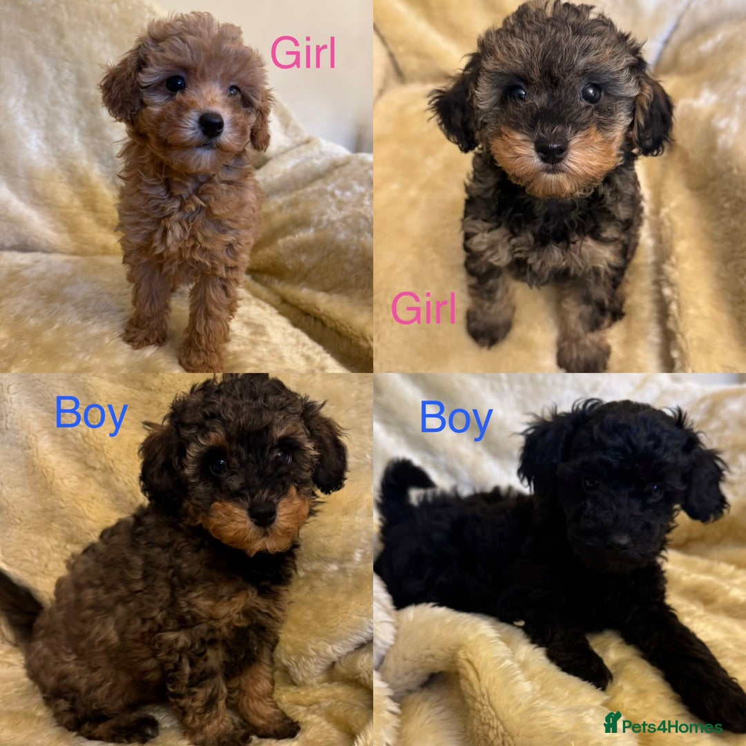 Toy Poodle dogs for sale: adorable toy poodle pups health tested  - Advert 2