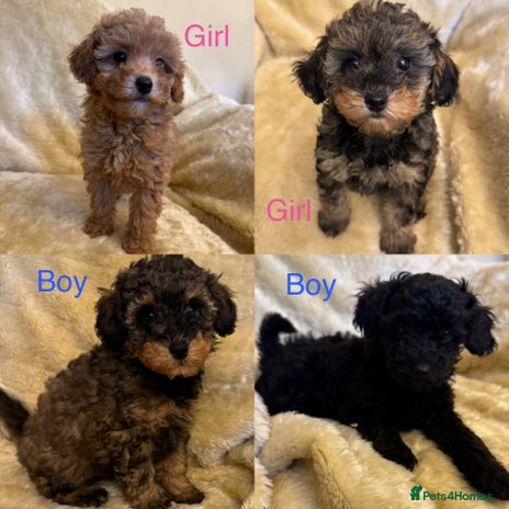 Toy Poodle dogs adorable toy poodle pups health tested - Advert 4