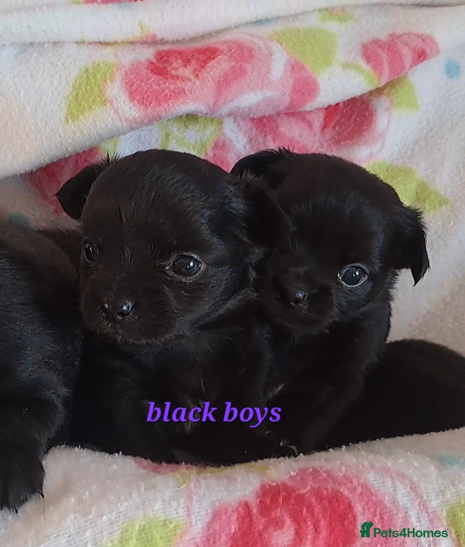 Chihuahua dogs Long Coat Chihuahua puppies for sale - Advert 8