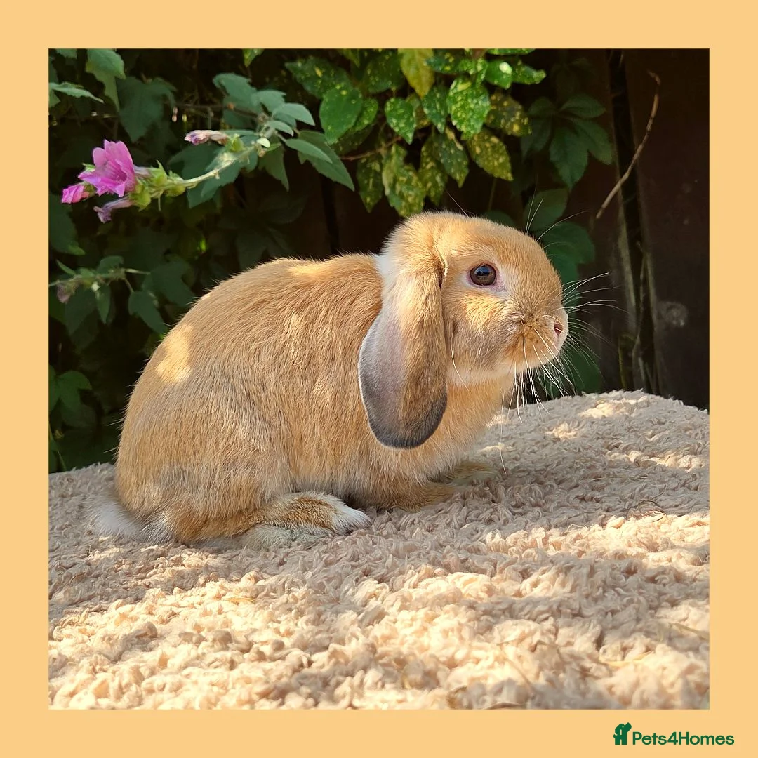 Mini Lop rabbits for sale: 🌻 SOLD 🌻 - Advert 1