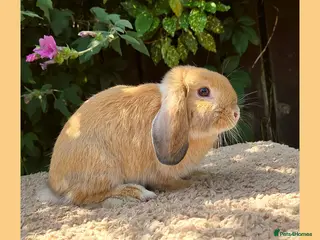 Mini Lop rabbits 🌻 Ready Now 🌻 Friendly Baby Mini Lop Buck 🌻 - Advert 2
