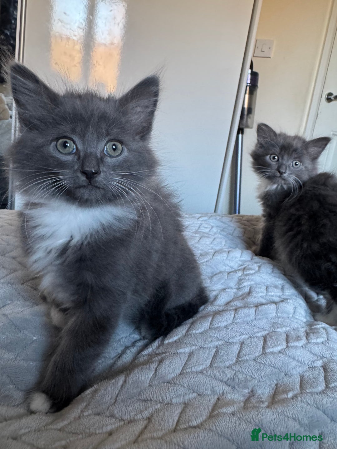 Mixed Breed cats for sale: 4 gorgeous kittens  - Advert 6
