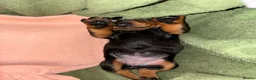 Dachshund dogs for sale: Last dachshund girl available  - Advert 13