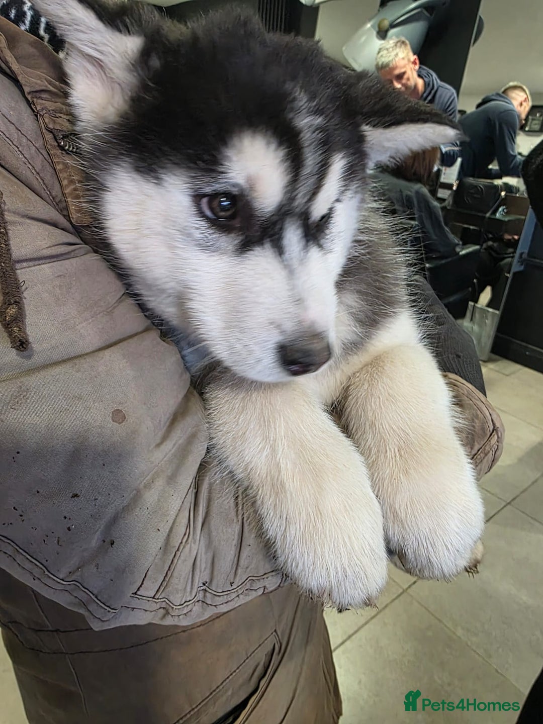 Siberian Husky dogs for sale: 4 pups left! - Advert 2
