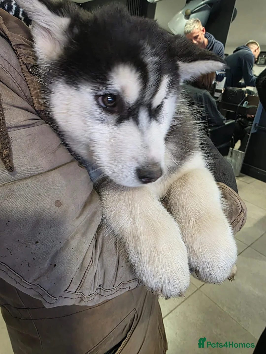 Siberian Husky dogs for sale: 2 pups left! - Advert 2