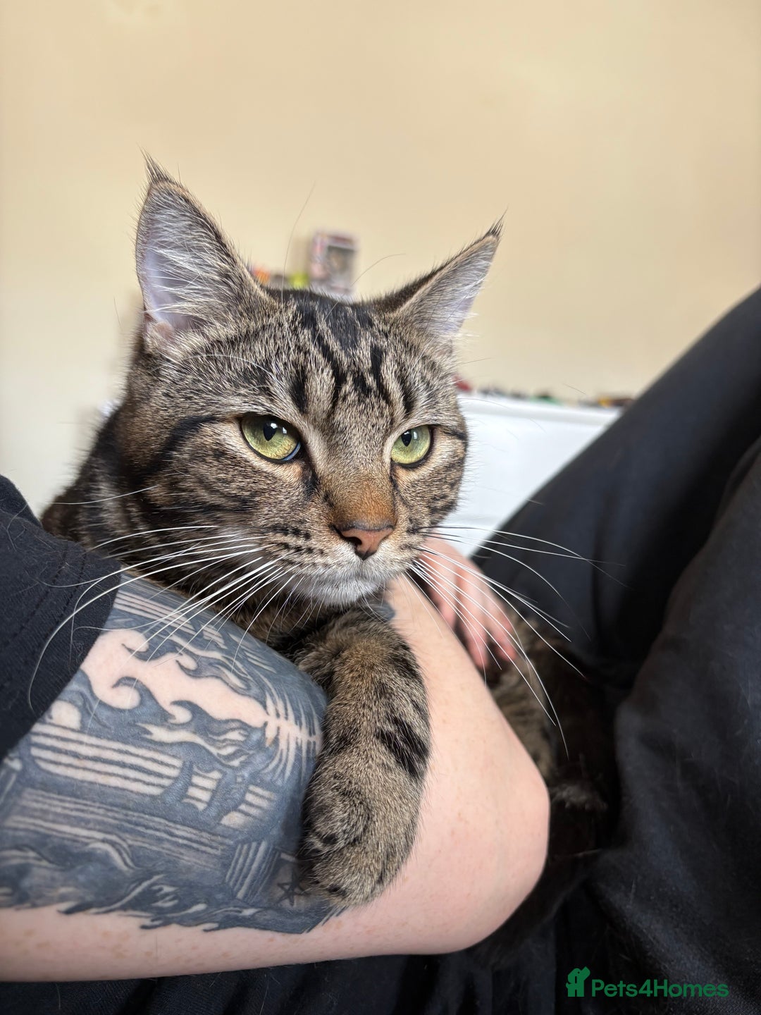 British Shorthair cats for sale: Loki is looking for a single pet forever home - Advert 4