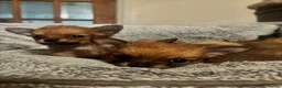 Pomchi dogs for sale: Pomchi Puppies - Advert 18