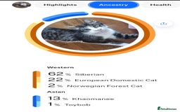 Mixed Breed cats for sale: Unique mixed breed stunning girl - Image 10