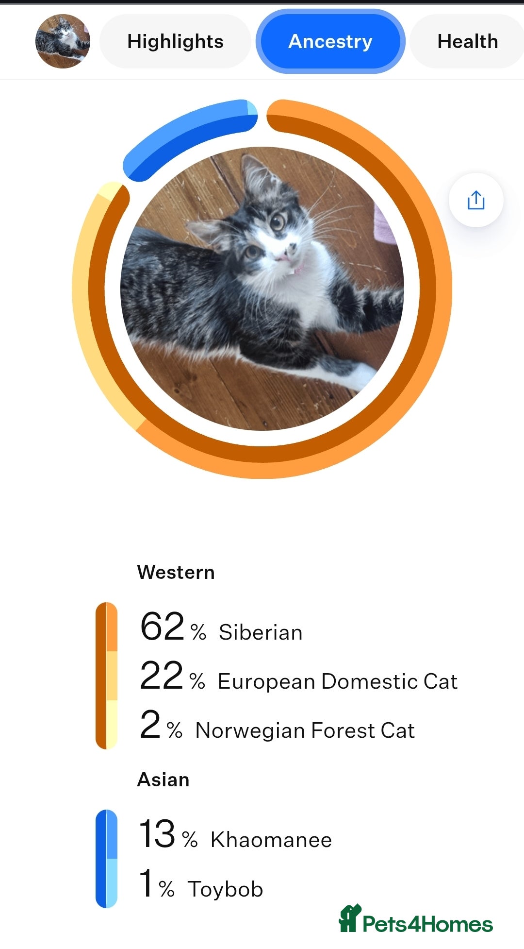 Mixed Breed cats for sale: Unique mixed breed stunning girl - Image 10