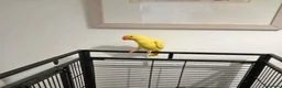 Ringnecks birds for sale: Ringneck parrot in Bradford - Advert 3