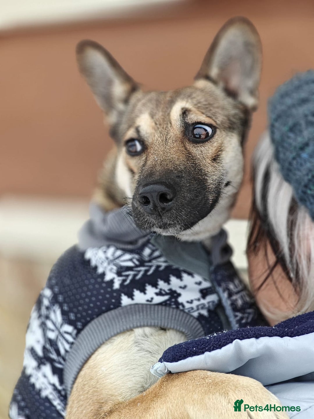Mixed Breed dogs for adoption: ❤️TESSA – Soft and Gentle Puppy❤️ - Advert 8